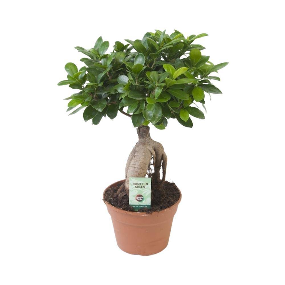 Ficus Microcarpa Ginseng 40cm - Plante d'intérieur- La Green Touch - Image 1