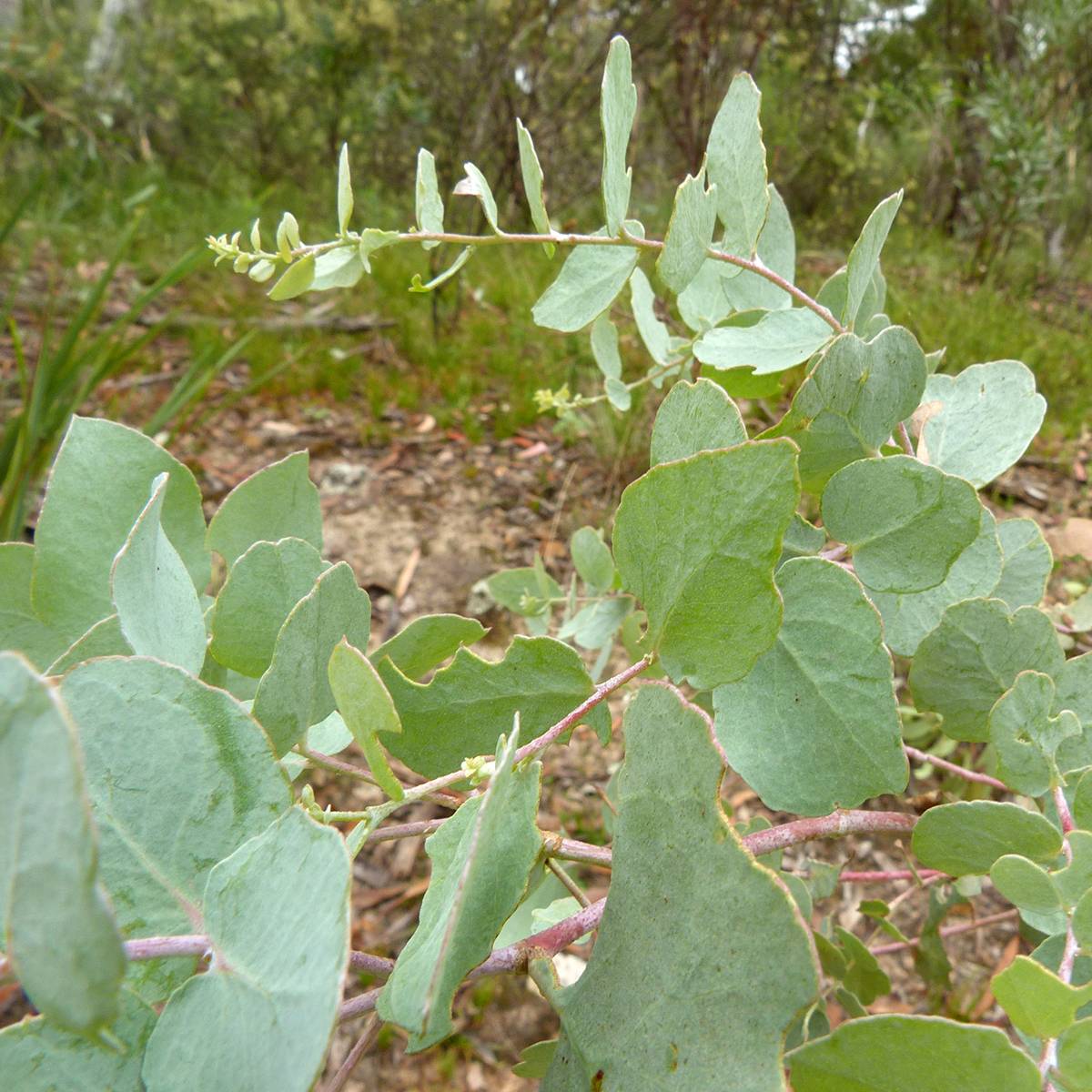 Eucalyptus bridgesiana - Gommier de Bridges Pot de 4L/5L, Pot anti-chignon - Image 1