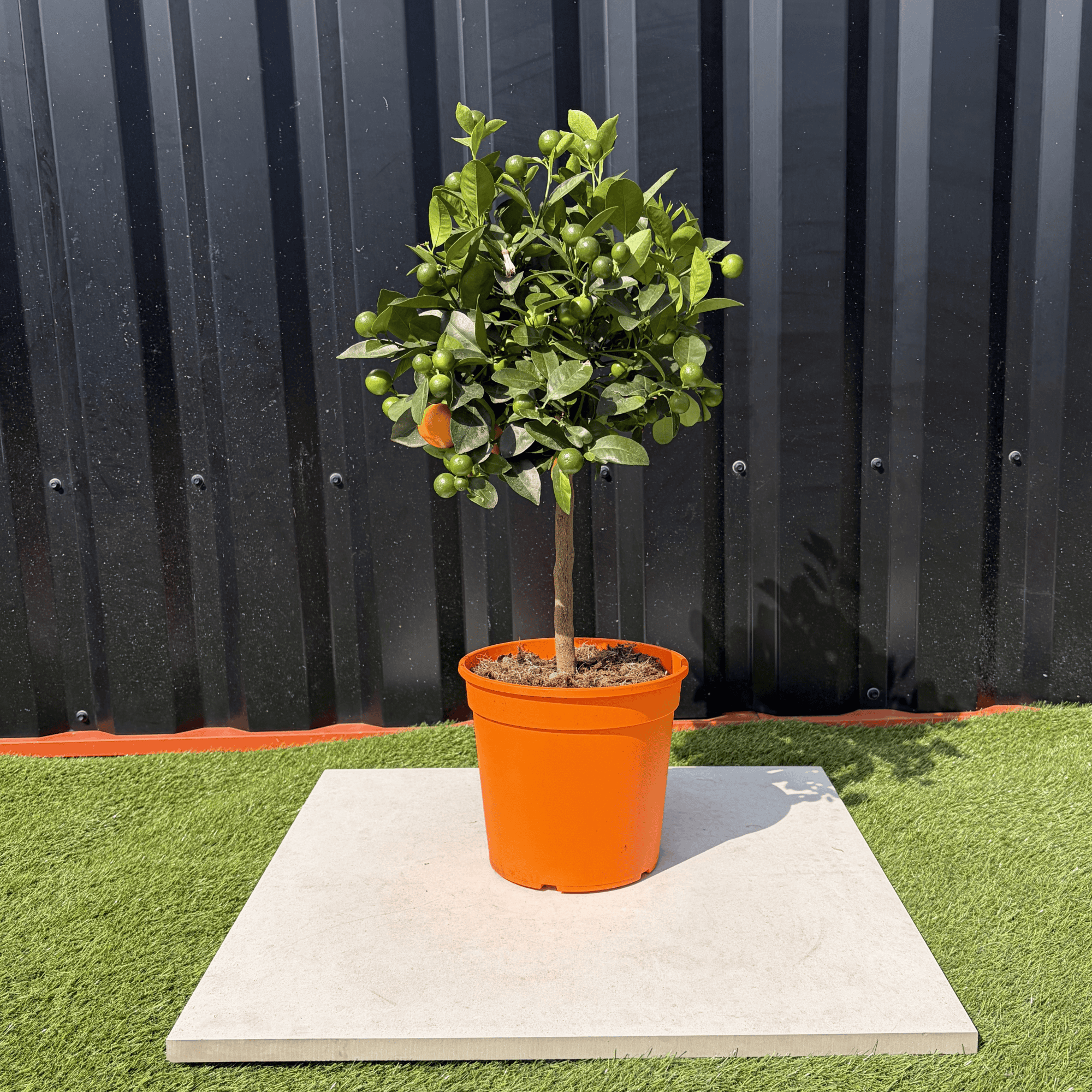 Calamondin Citrus Mitis Hauteur 80 cm - Image 1