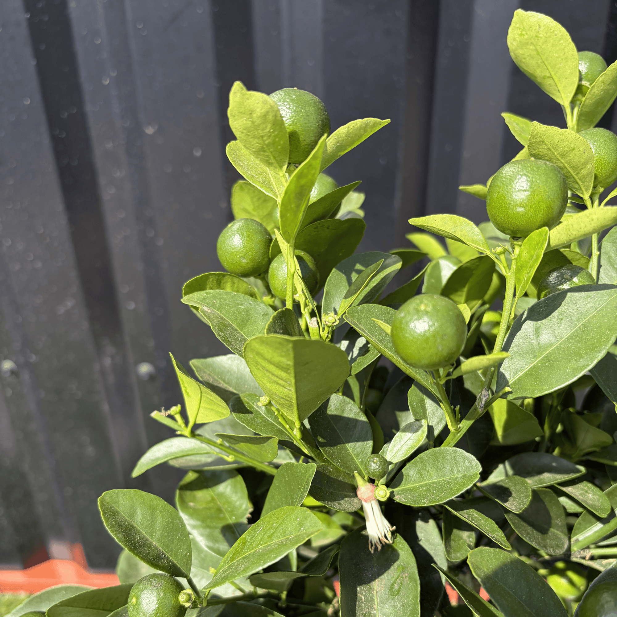 Calamondin Citrus Mitis Hauteur 80 cm - Image 4