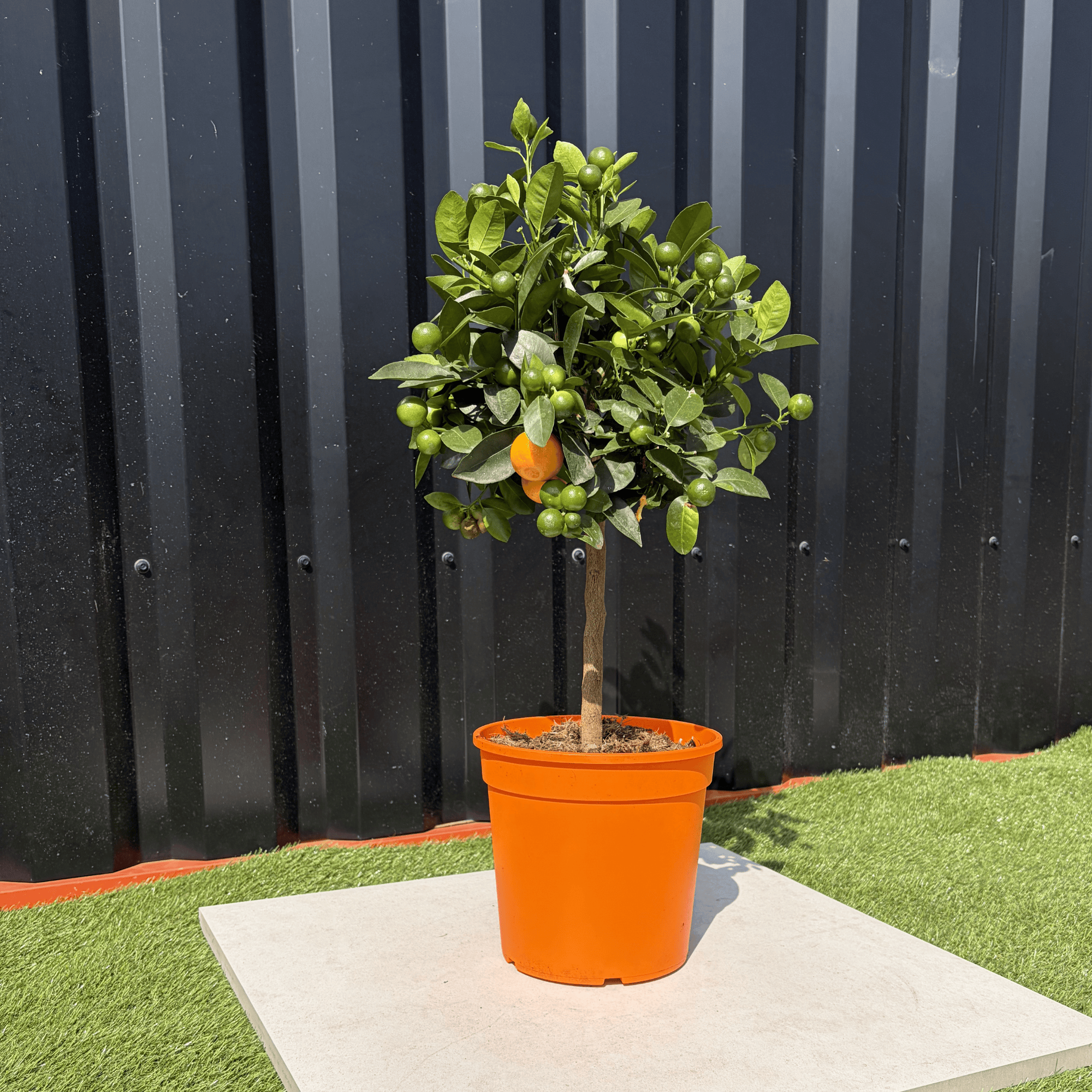 Calamondin Citrus Mitis Hauteur 80 cm - Image 3