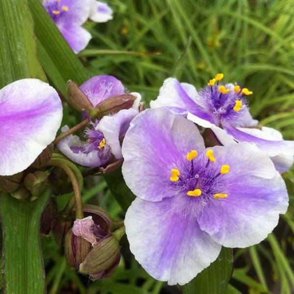 Ephémère de Virginie - Tradescantia andersoniana Bilberry Ice Godet de 8/9 cm