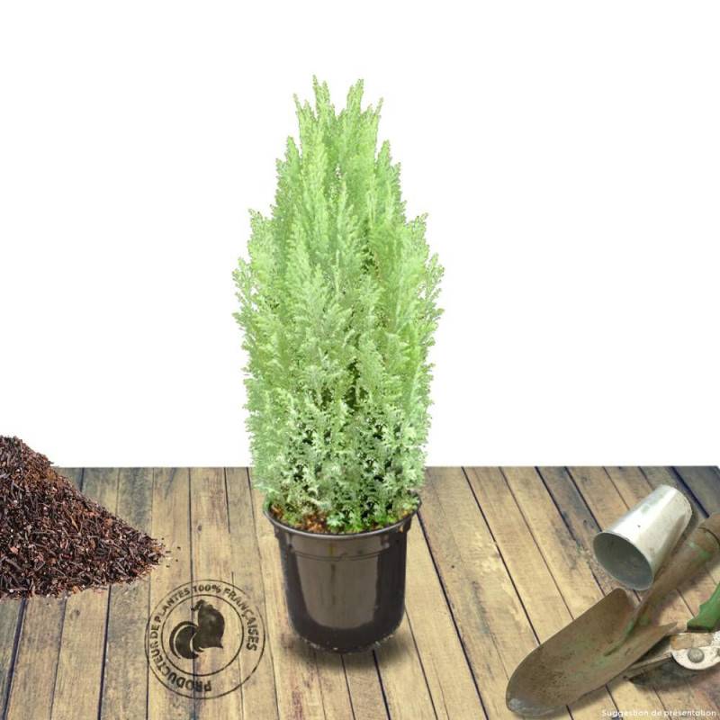 Cyprès de Lawson Ellwoodii, Chamaecyparis lawsoniana - Pot de 4L - 40/60 cm - Image 8