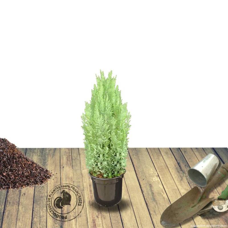 Cyprès de Lawson Ellwoodii, Chamaecyparis lawsoniana - Pot de 4L - 40/60 cm - Image 7