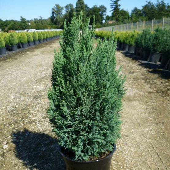 Cyprès de Lawson Ellwoodii, Chamaecyparis lawsoniana - Pot de 4L - 40/60 cm - Image 1