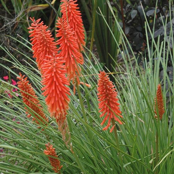 Tritoma - Kniphofia Nancy's Red Godet de 8/9 cm