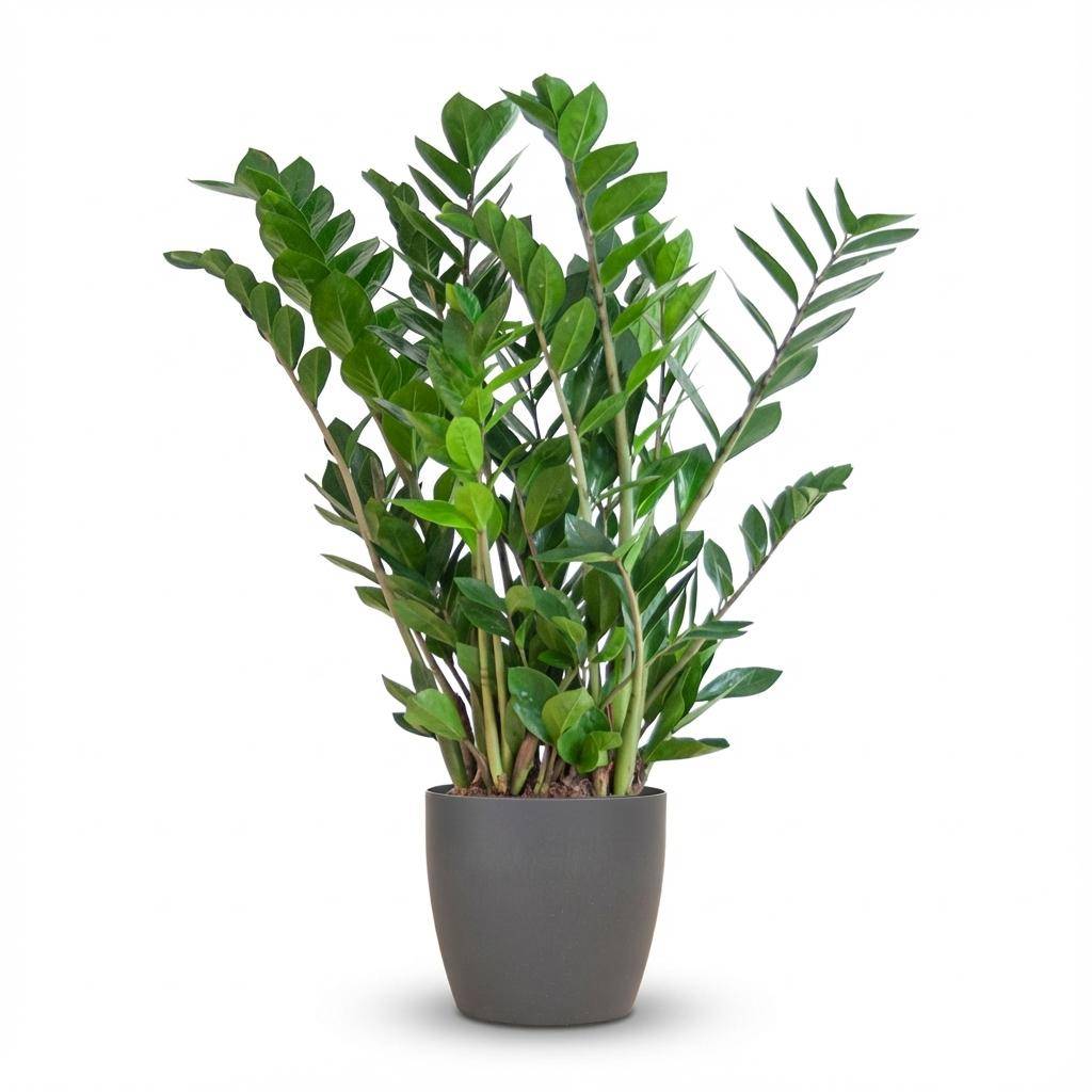 Zamioculcas Zamiifolia - Pot de 21cm - Hauteur 80cm - Gris - Plantes d'intérieur