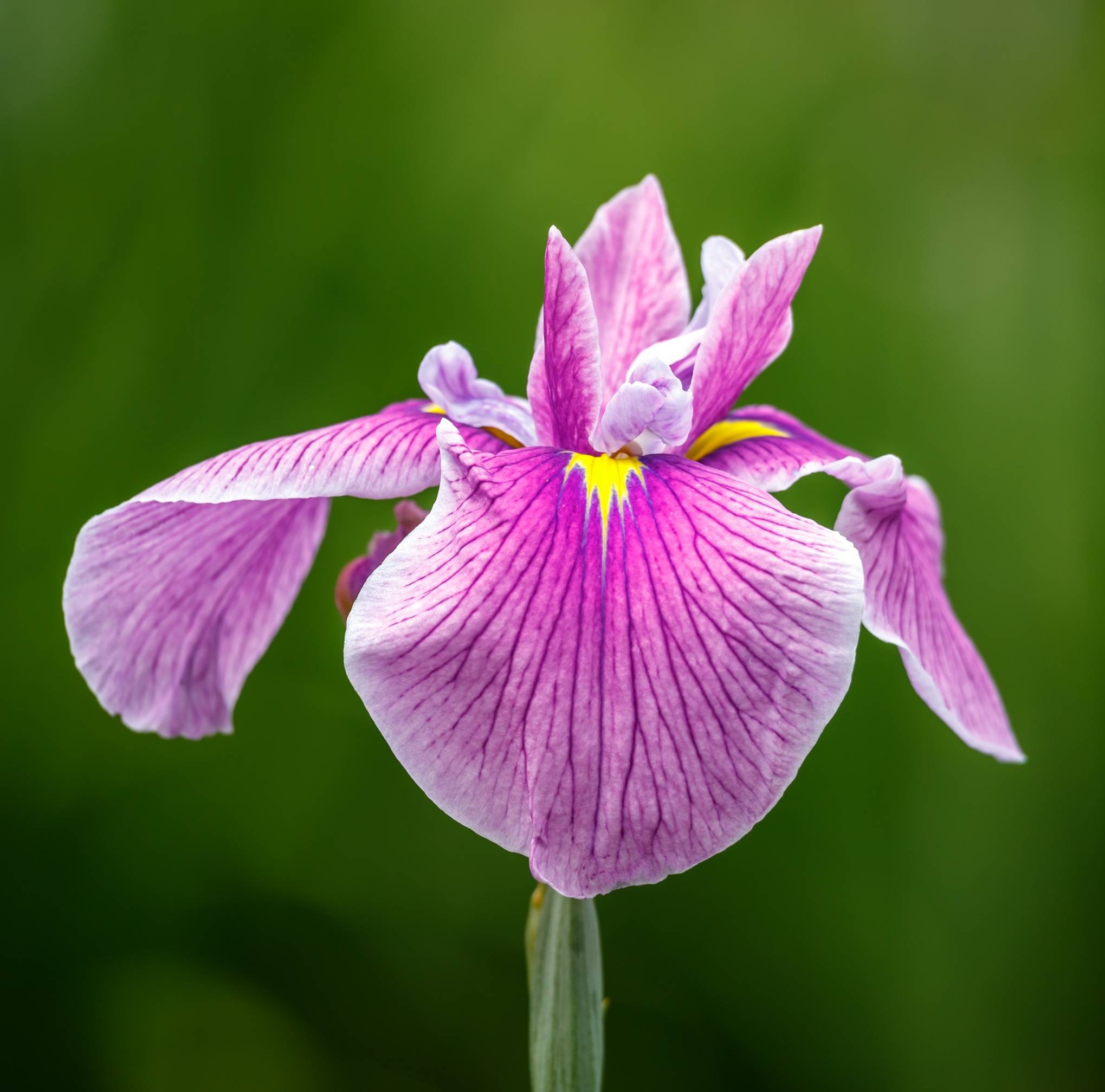 Iris rose - Iris laevigata - Lot de 4 avec panier - Image 3