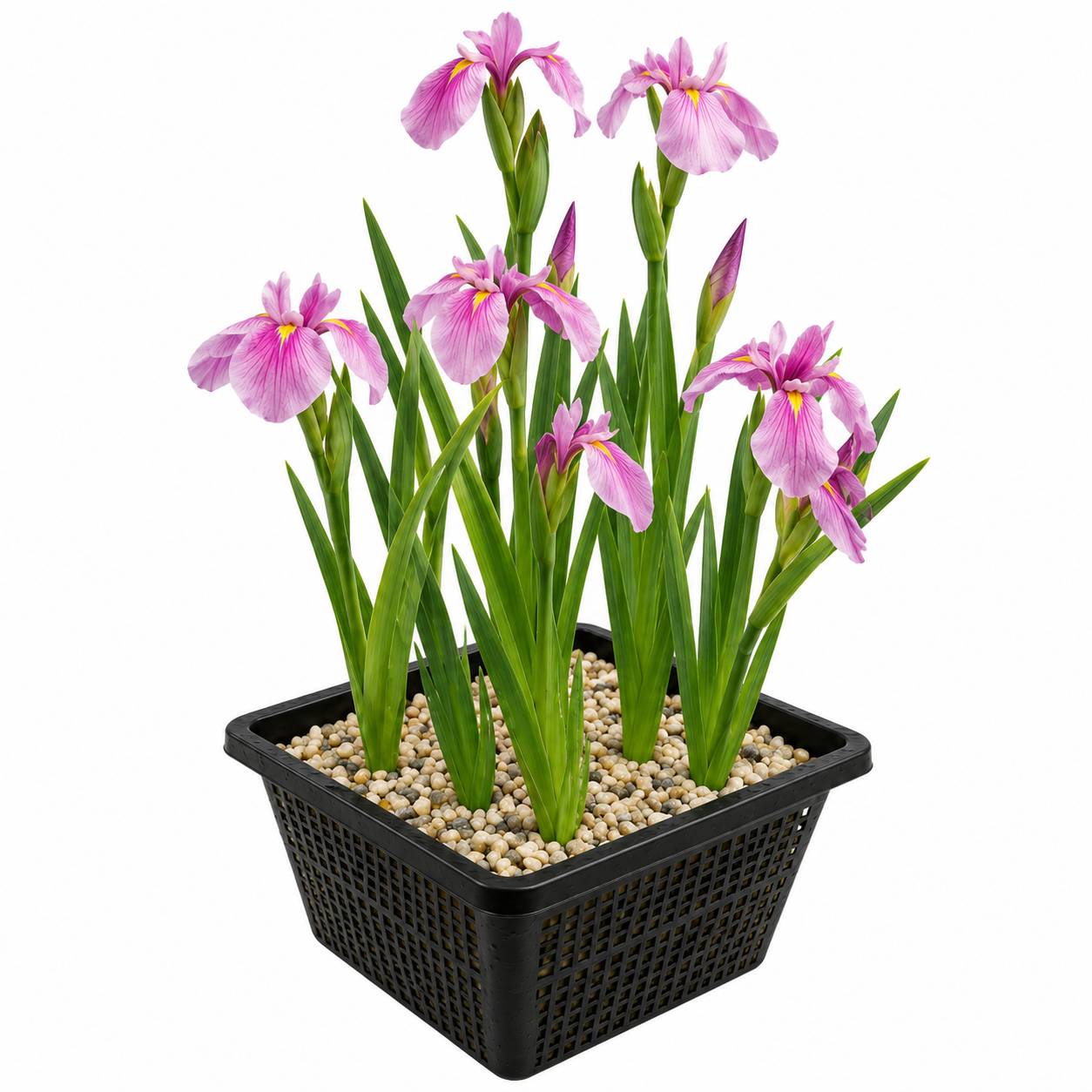Iris rose - Iris laevigata - Lot de 4 avec panier - Image 1