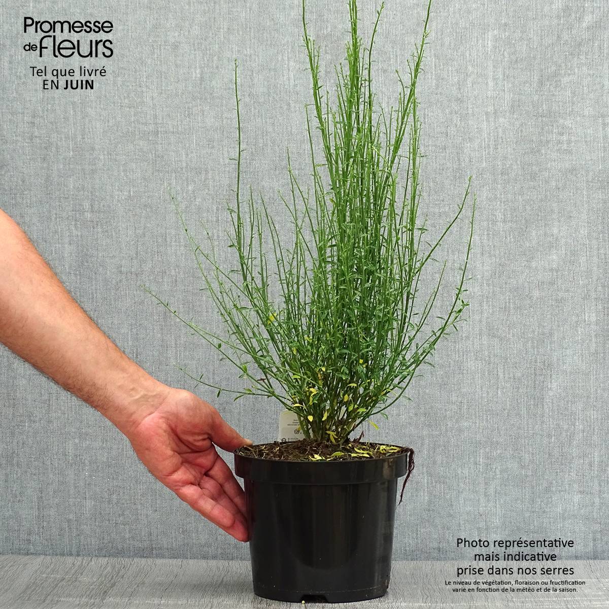 Cytisus procumbens Zeelandia - Genêt à balais Pot de 1,5L/2L - Image 2
