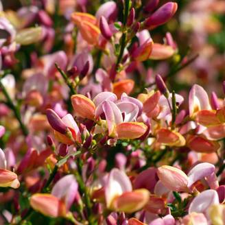 Cytisus procumbens Zeelandia - Genêt à balais Pot de 1,5L/2L