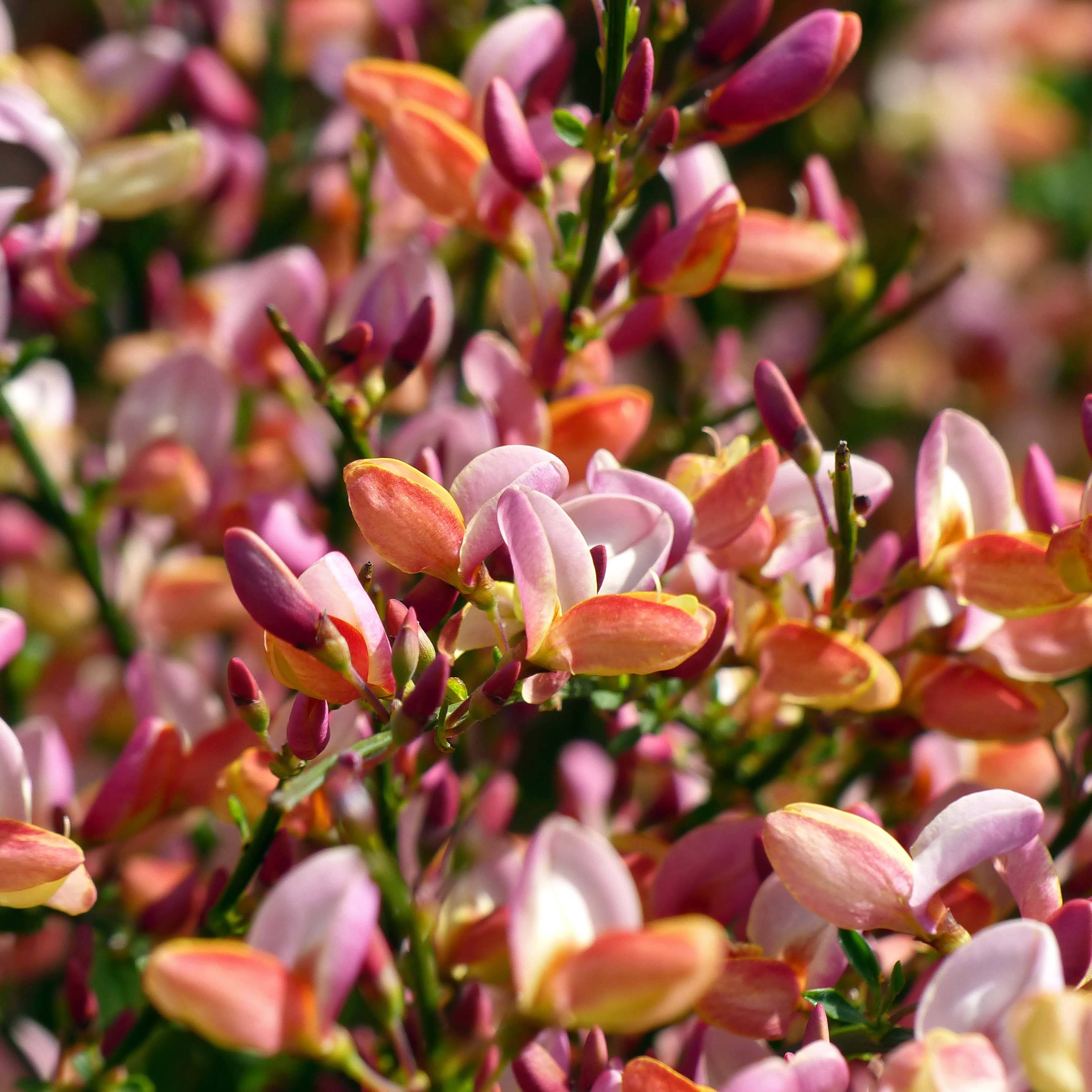 Cytisus procumbens Zeelandia - Genêt à balais Pot de 1,5L/2L - Image 1