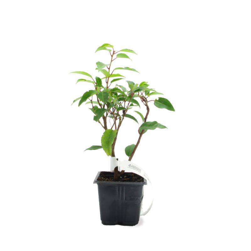 Laurier du Portugal (Prunus 'Lusitanica') - Godet - Taille 10/15cm - Pépinières Naudet - Imagen 2