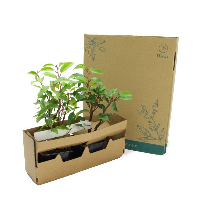 Laurier du Portugal (Prunus 'Lusitanica') - Godet - Taille 10/15cm - Pépinières Naudet - Imagen 5