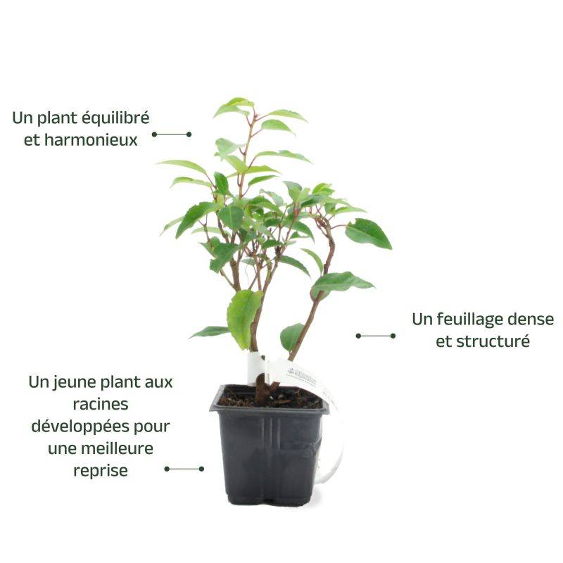Laurier du Portugal (Prunus 'Lusitanica') - Godet - Taille 10/15cm - Pépinières Naudet - Imagen 3