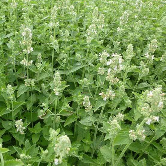 Promesse de Fleurs - Nepeta cataria Citriodora - Chataire citron. Godet de 8/9 cm