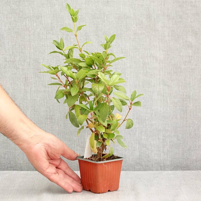 Viorne, Laurier-tin - Viburnum tinus Godet de 8/9 cm - Image 2