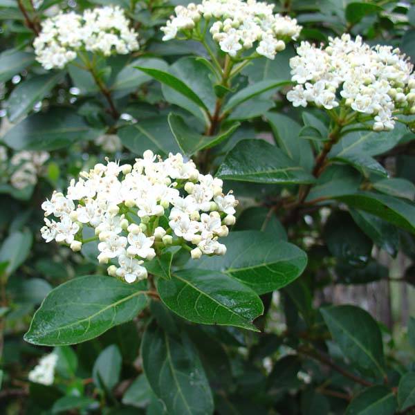 Viorne, Laurier-tin - Viburnum tinus Godet de 8/9 cm - Image 1
