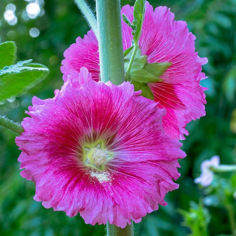 Alcea ficifolia - Rose trémière à feuilles de figuier Godet de 8/9 cm