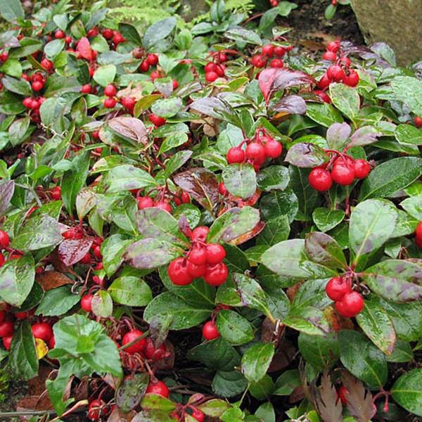 Promesse de Fleurs - Gaultheria procumbens - Gaulthérie couchée Godet de 8/9 cm - Image 1