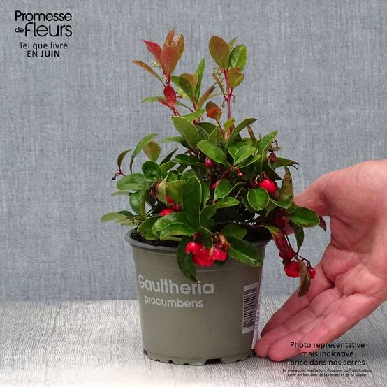Promesse de Fleurs - Gaultheria procumbens - Gaulthérie couchée Godet de 8/9 cm - Image 2