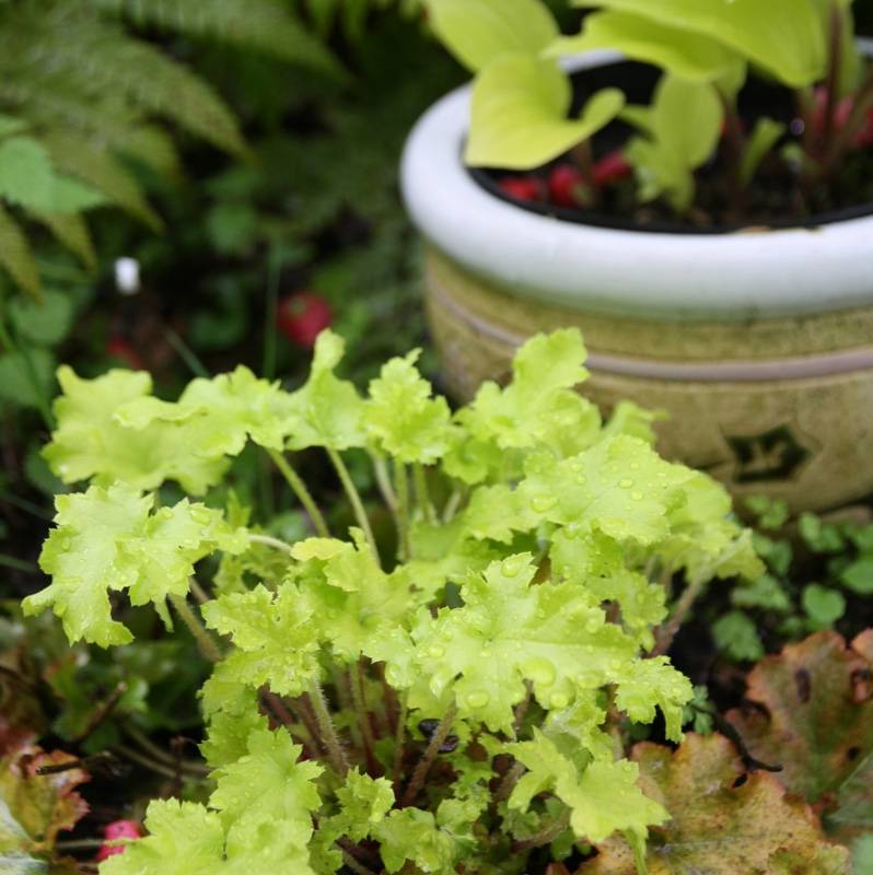 Promesse de Fleurs - Heuchère - Heuchera Citronelle Godet de 8/9 cm
