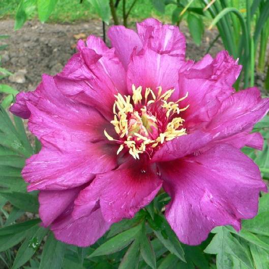 Promesse de Fleurs - Pivoine 'Itoh Morning Lilac' - Souche de 3 à 5 yeux Souche 3/5 yeux