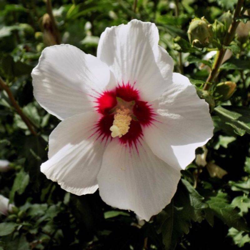 Hibiscus syriacus 'Red Heart' (Hibiscus syriacus 'Red Heart') - Godet 9cm - Pépinières Naudet - Imagen 1