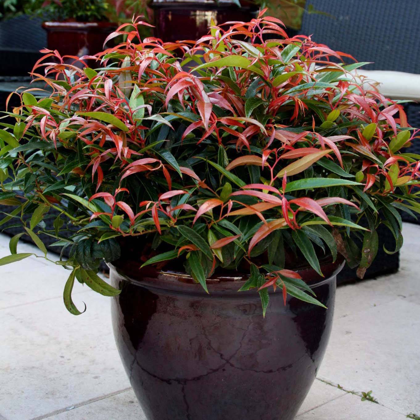 Promesse de Fleurs - Leucothoe keiskei Burning Love Pot de 7,5L/10L