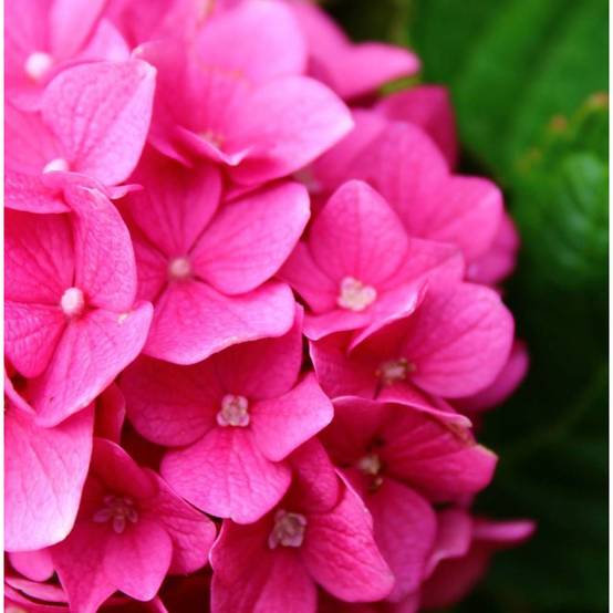 Hortensia Sybilla, Hydrangea macrophylla à fleurs Rose/Rouge - feuillage Caduc - Godet - 5/20 cm - Image 1