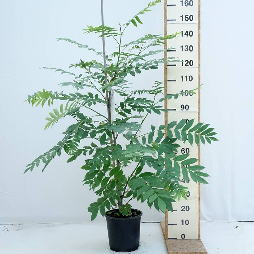 Pterocarya fraxinifolia - Ptérocaryer ou noyer du Caucase Pot de 6L/7L - Image 2