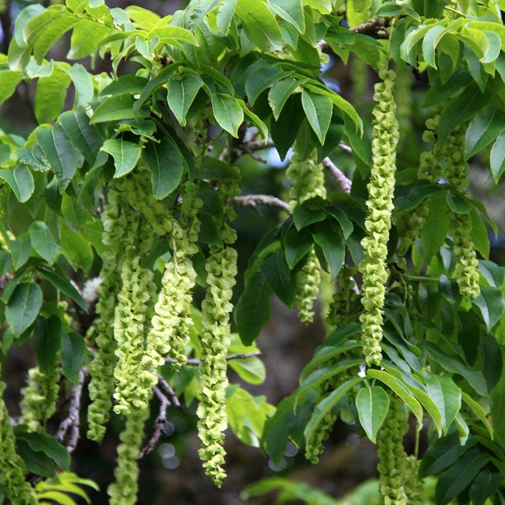 Pterocarya fraxinifolia - Ptérocaryer ou noyer du Caucase Pot de 6L/7L - Image 1