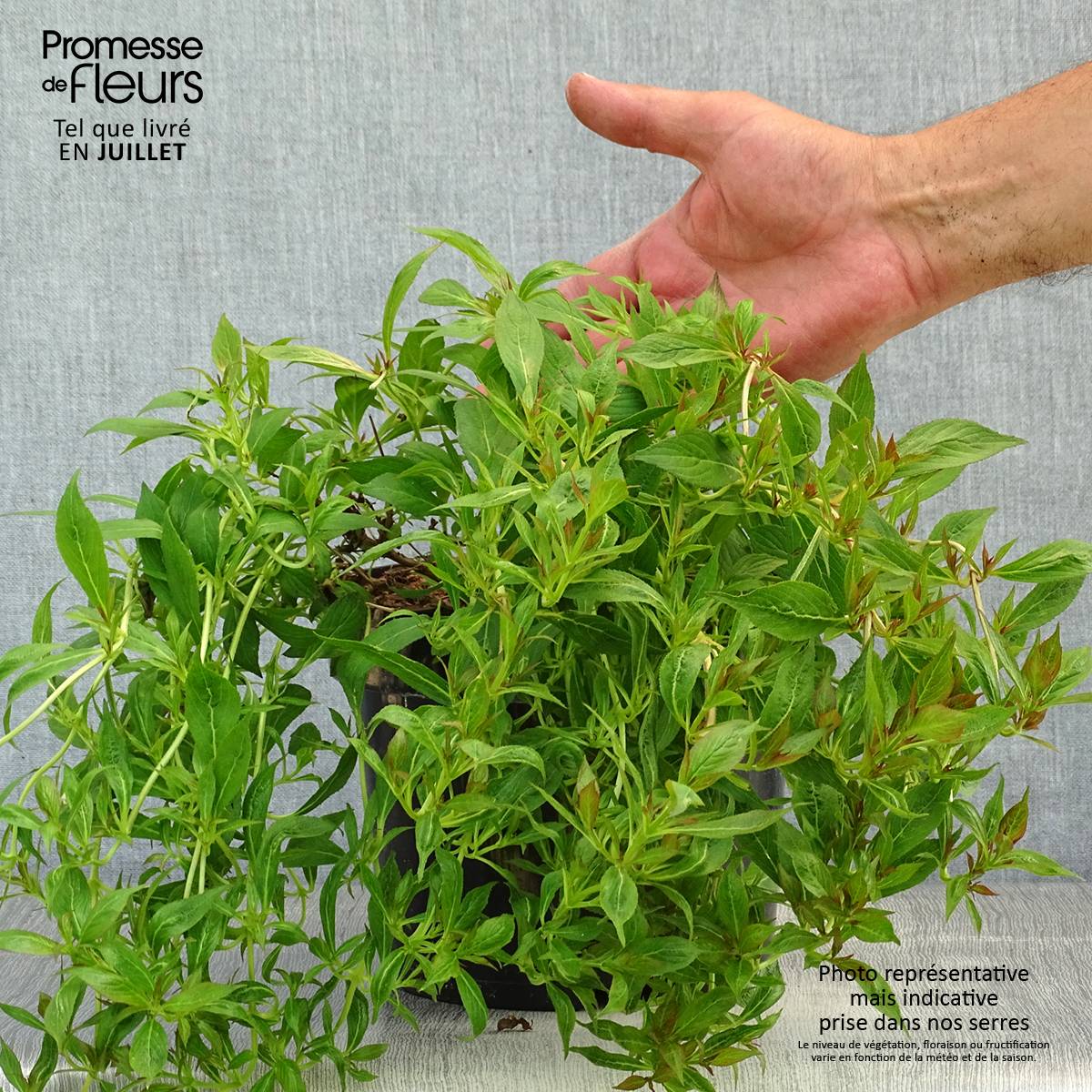 Weigela Picobella Bianco Pot de 3L/4L - Image 2
