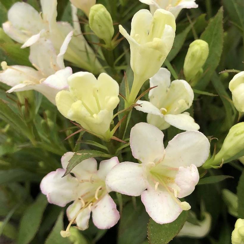 Weigela Picobella Bianco Pot de 3L/4L - Image 1