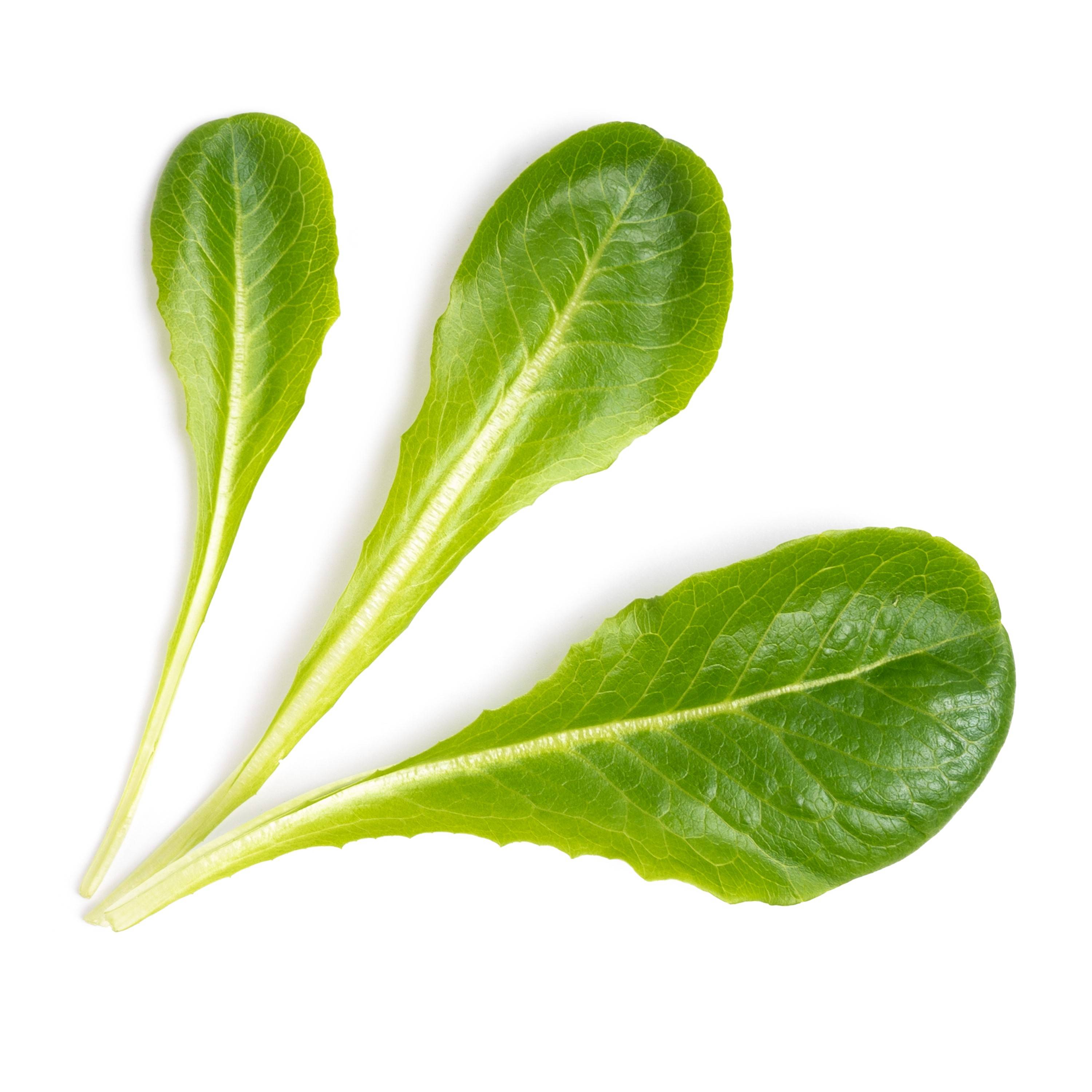 Veritable - Lingot Laitue romaine - Recharge prête à l'emploi - Véritable - Imagen 2