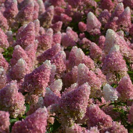 Hortensia paniculata Vanille Fraise® 'Renhy', Hydrangea paniculata à fleurs Rose - feuillage Caduc - Godet - 5/20 cm- hauteur à maturité De 1,00 m à - Image 1
