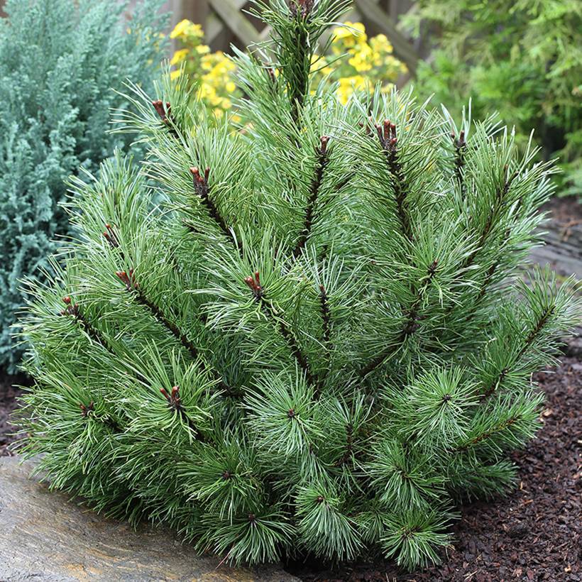 Pin à crochets ou Pin de Briançon - Pinus uncinata Pièce - Image 1