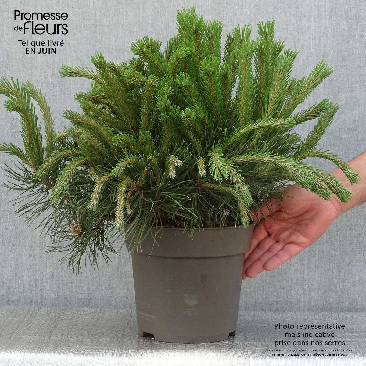Pin à crochets ou Pin de Briançon - Pinus uncinata Pièce - Image 2