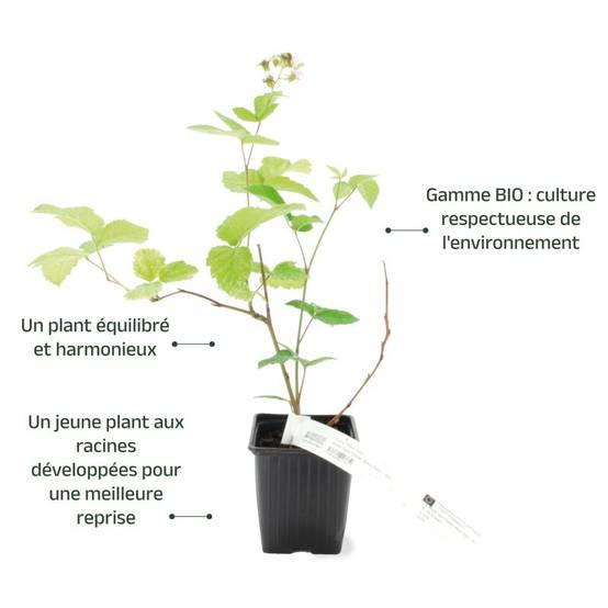 Mûre 'Black satin' BIO (Rubus fruticosus 'Black satin') - Godet 9cm - Pépinières Naudet - Image 3