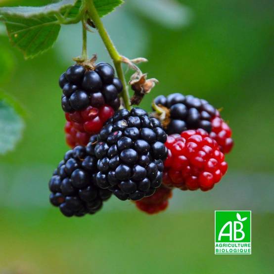 Mûre 'Black satin' BIO (Rubus fruticosus 'Black satin') - Godet 9cm - Pépinières Naudet - Image 1