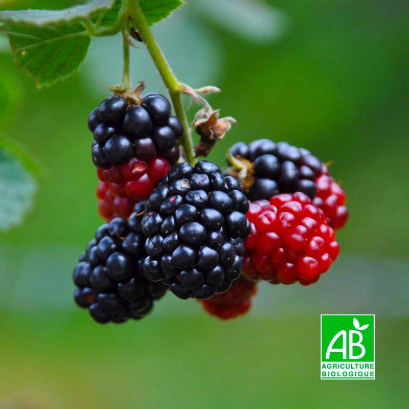 Mûre 'Black satin' BIO (Rubus fruticosus 'Black satin') - Godet 9cm - Pépinières Naudet