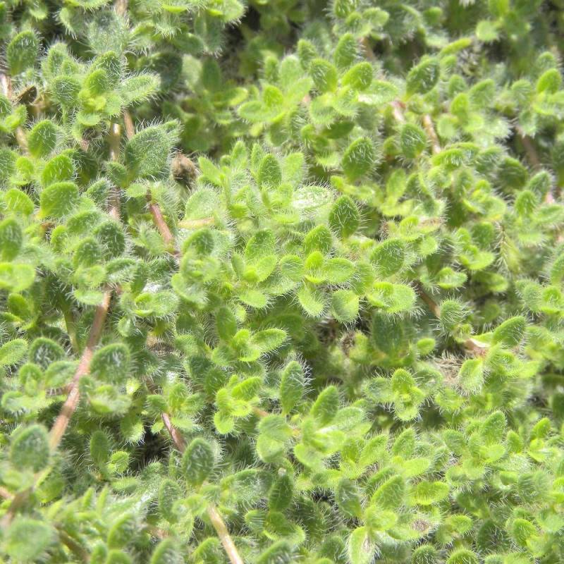 Thym précoce Pseudolanuginosus à fleurs Rose - feuillage Persistant - Godet - 5/20 cm-  hauteur à maturité De 0,15 m à 0,50 m - Imagen 1