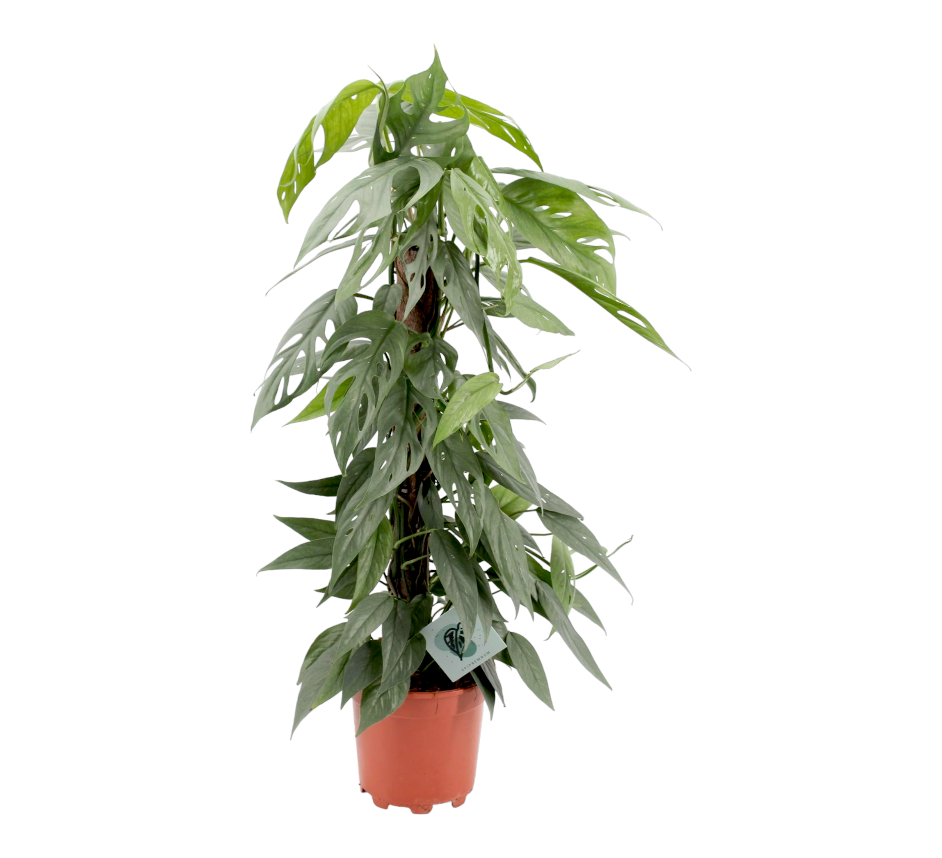 Epipremnum Pinnatum Cebu Blue 65cm - Plante d'intérieur- La Green Touch - Imagen 1