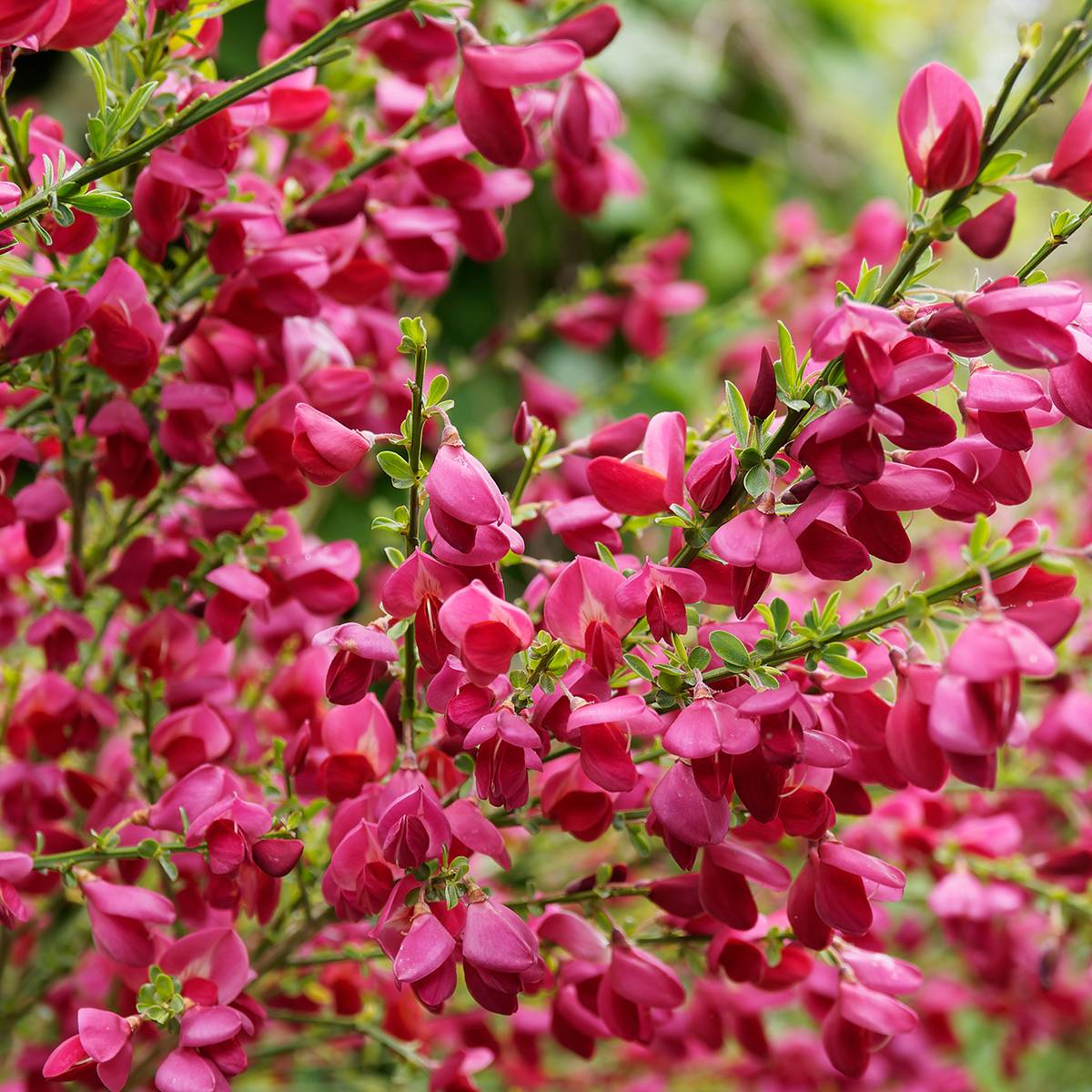 Genêt à balais - Cytisus Boskoop Ruby Pot de 3L/4L