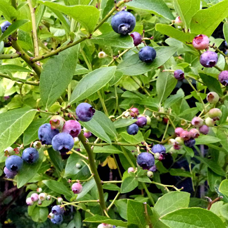 Promesse de Fleurs - Myrtille Goldtraube - Vaccinium corymbosum Godet de 8/9 cm