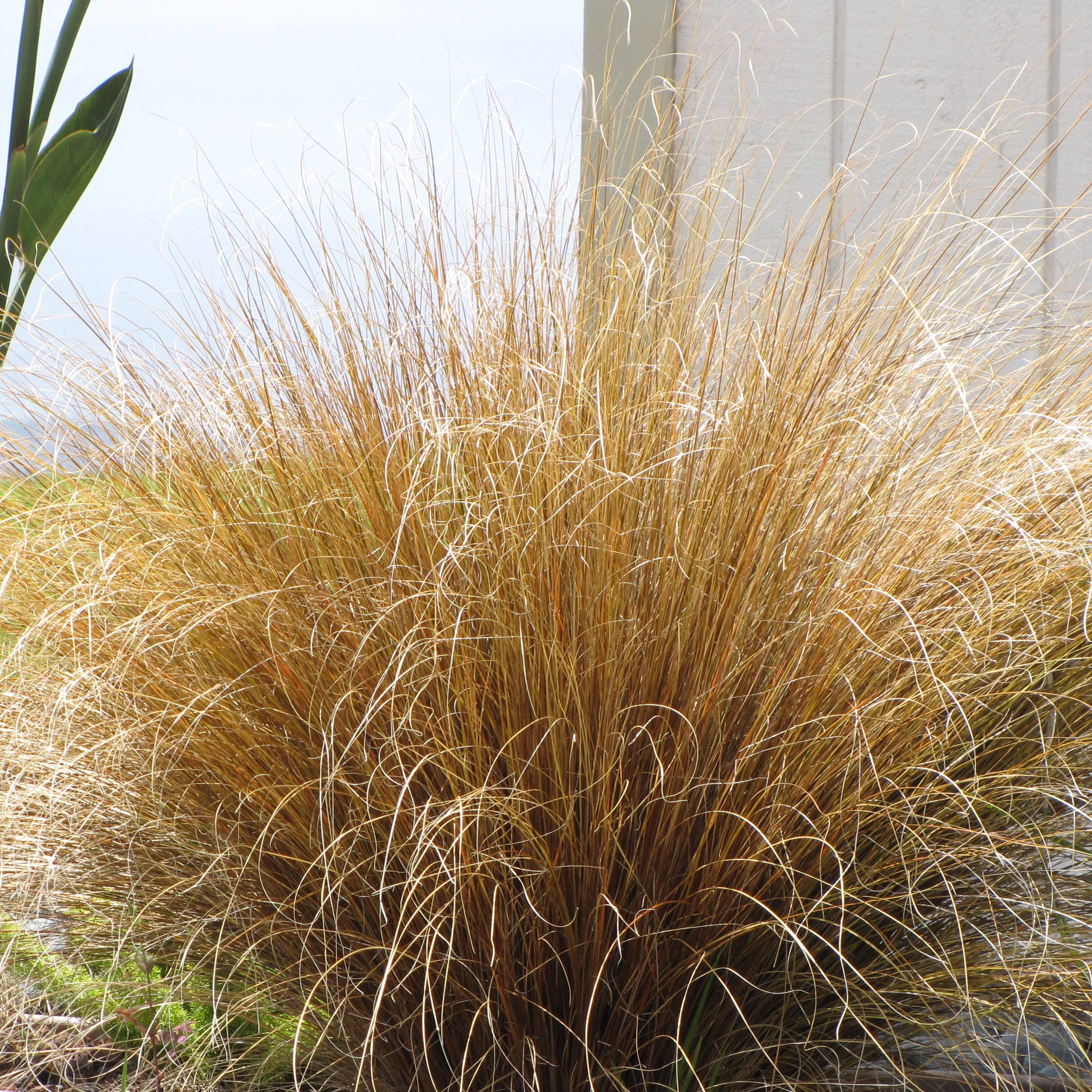 Carex buchananii - Laîche de Buchanan Pot de 2L/3L