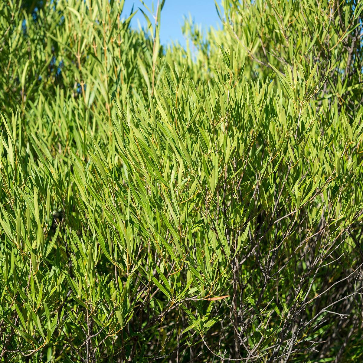 Phillyrea angustifolia Rosmarinifolia - Filaire à feuilles étroites Godet de 8/9 cm - Image 1