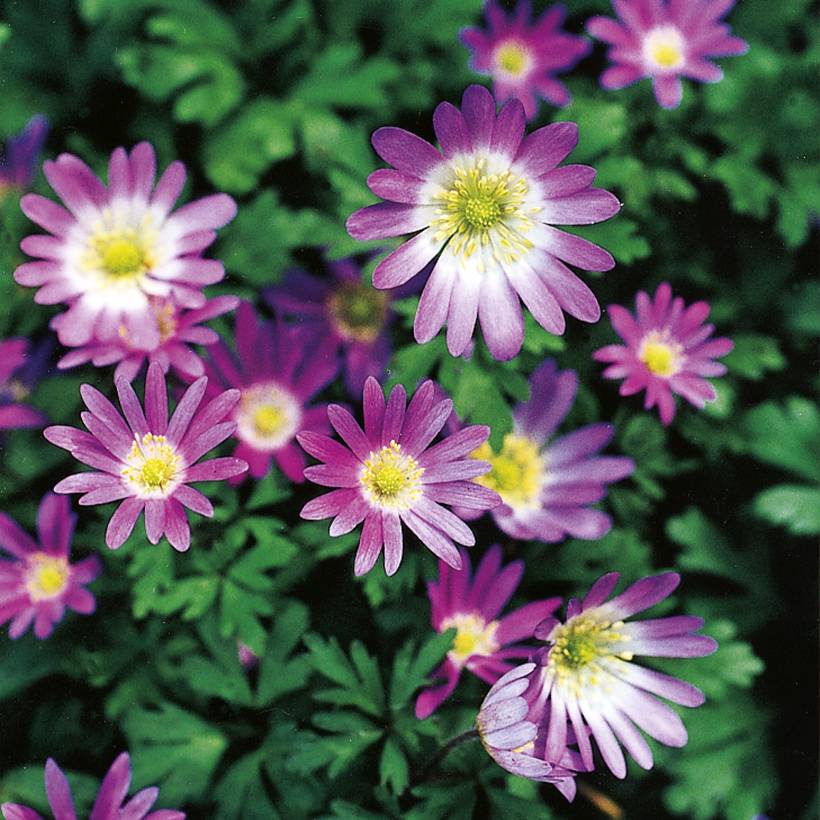 Promesse de Fleurs - Anemone blanda Violet Star - Anémone de Grèce Bulbe calibre 5+ (par 10)