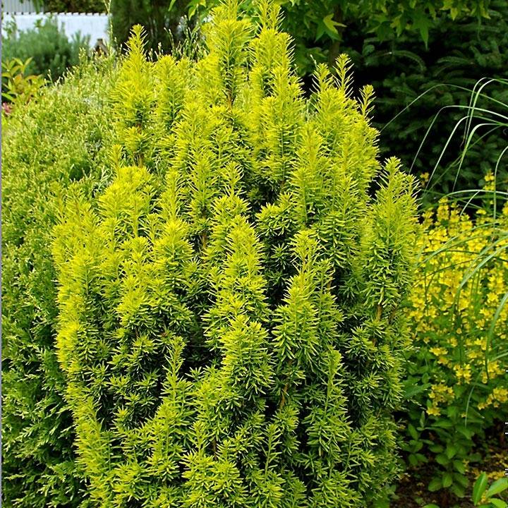Taxus baccata David - If colonnaire panaché Pot de 2L/3L - Image 1