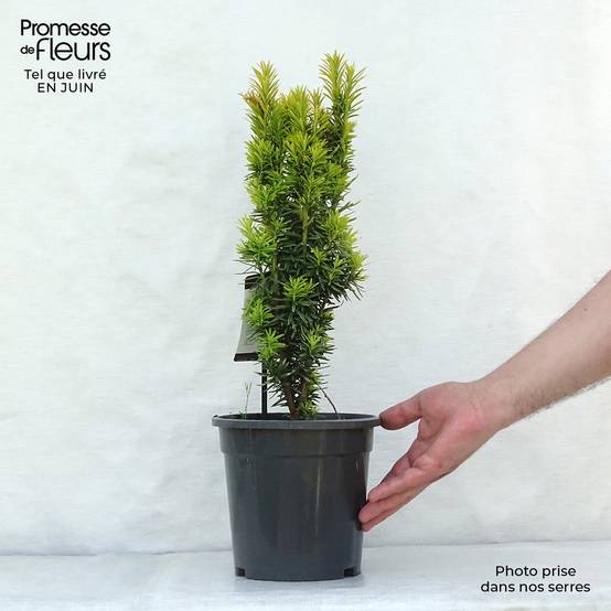 Taxus baccata David - If colonnaire panaché Pot de 2L/3L - Image 2